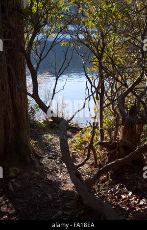 Laghetto di montagna nella tarda stagione autunnale, Savoia, Massachusetts. Foto Stock