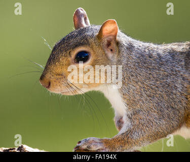 Un ritratto di uno scoiattolo grigio Foto Stock