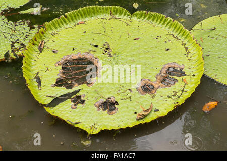 Le gocce di pioggia caduta tra decadendo ninfee giganti (Victoria amazonica) all'Pamplemousses Il giardino botanico, Maurizio Foto Stock