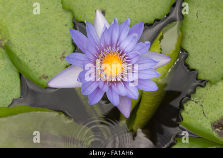 Gocce di pioggia e un giglio di acqua al Sir Seewoosagur Ramgoolam Botanical Garden, Mauritius Foto Stock