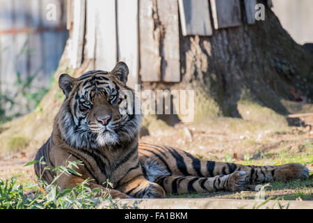 Tiger che stabilisce Foto Stock