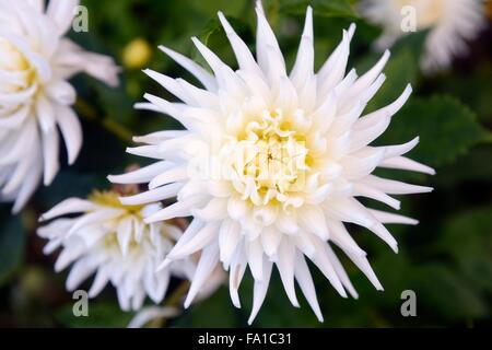 Bianco Fiore Dahlia Foto Stock