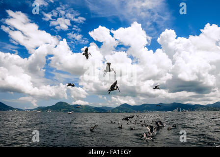 Gruppo di pellicani dietro una barca a strascico per la cattura di pesce e di volare al di sopra di Trinidad e Tobago Foto Stock