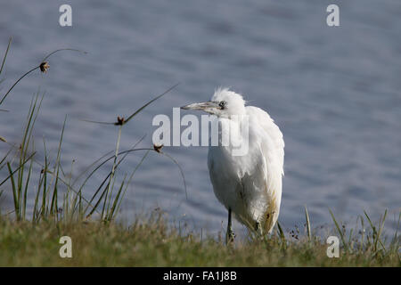 Airone guardabuoi, (Bulbulcus ibis), capretti, Norfolk, Inghilterra, Regno Unito. Foto Stock