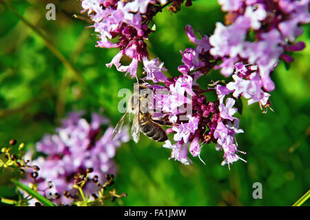 Ape su fiori di origano Foto Stock