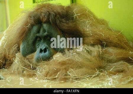 Orangutan di Sumatra (Pongo abelii) Foto Stock