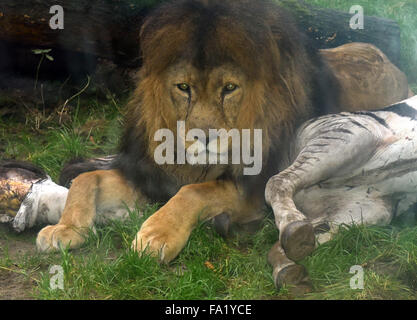 Un maschio di leone si trova accanto a un punto morto zebra allo zoo di Duisburg, Germania, 18 dicembre 2015. Zoo di Duisburg alimentata una zebra ai suoi due leoni. Secondo lo zoo di curatore, la zebra era molto vecchio e fragile all'età di 24. La Zebra è stato ucciso. Foto: HORST OSSINGER/DPA (foto presa attraverso un vetro di sicurezza.) - nessun filo SERVICE - Foto Stock