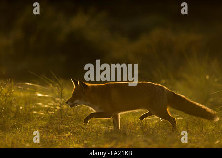 Red Fox / Rotfuchs ( Vulpes vulpes ) nel meraviglioso retroilluminazione morbido si insinua attraverso l'erba alta, bella posizione delle sue zampe. Foto Stock