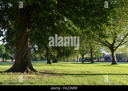 Guardando lungo i filari di ippocastani che confinano con la lunga passeggiata in Windsor Great Park, Windsor, Berkshire, Inghilterra. Foto Stock
