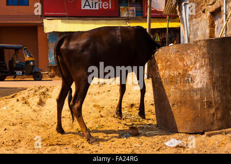 Un indiano cow comodamente seppellendo la sua testa in un garbage dumpster diving per mangiare i rifiuti all'interno Foto Stock