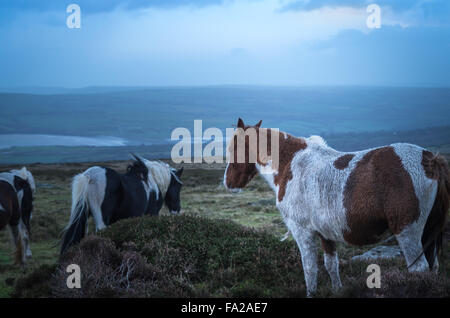 Gruppo di Wild Preseli pony su Carn Enoch, Dinas, Pembrokeshire. Foto Stock