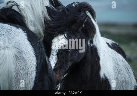 Due Wild Preseli pony su Carn Enoch, Dinas, Pembrokeshire. Foto Stock