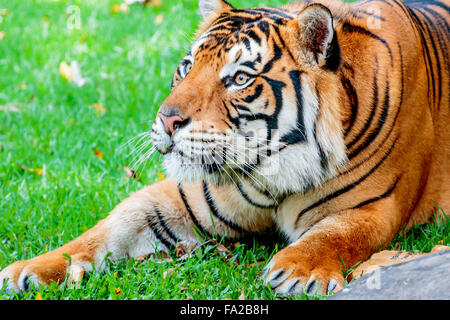 Close up di una femmina di tigre di Sumatra, attorno al salto fino alla sua preda Foto Stock