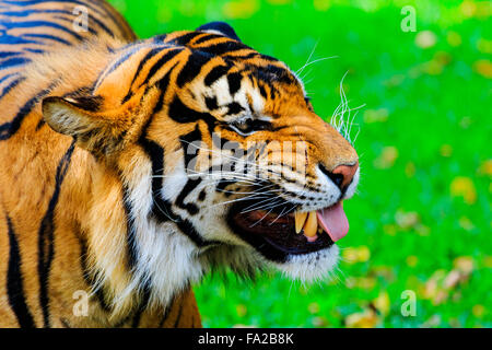 Close up di una femmina di tigre di Sumatra bloccato la sua lingua fuori da tra i suoi denti Foto Stock