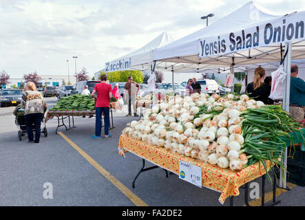Ailsa Craig bianco 'Yensis 'insalata di Cipolle ", a sud di ancoraggio del mercato degli agricoltori che si tiene ogni sabato nei mesi estivi. Foto Stock
