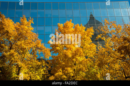 IDAHO State Capitol Dome riflettendo nella Sala degli Specchi costeggiato da alberi d'autunno. Boise, Idaho, Stati Uniti d'America Foto Stock