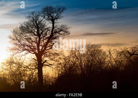 Silhouette di Alberi e siepe di fronte un tramonto Foto Stock