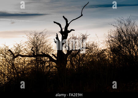 Silhouette di Alberi e siepe di fronte un tramonto Foto Stock