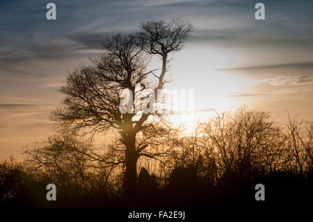 Silhouette di Alberi e siepe di fronte un tramonto Foto Stock