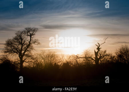 Silhouette di Alberi e siepe di fronte un tramonto Foto Stock