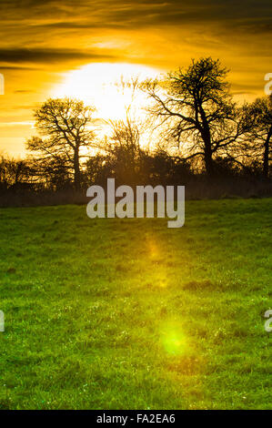 Silhouette di albero e siepe di fronte un tramonto Foto Stock