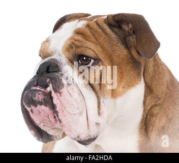 Bulldog inglese ritratto su sfondo bianco Foto Stock