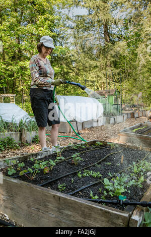 Donna mano-watering il suo letto rialzato giardino dopo la semina inizia e semi di Issaquah, Washington, Stati Uniti d'America Foto Stock