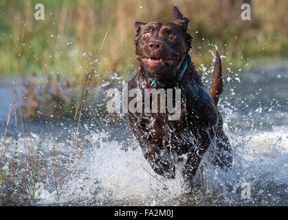Elkton, Oregon, Stati Uniti d'America. Xx Dec, 2015. Un cioccolato Labrador retriever di nome suona in un invaso orchard nei pressi di Elkton nel sud-ovest dell'Oregon. Recente forte pioggia ha causato inondazioni locale di alcuni torrenti e fiumi. Più heavy rain è prevista per colpire la zona di lunedì. Credito: Robin Loznak/ZUMA filo/Alamy Live News Foto Stock