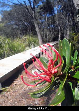 Tasmania (waratah Telopea truncata) fioritura accanto a tre promontori via, Penisola Tasmana, Tasmania, Australia Foto Stock