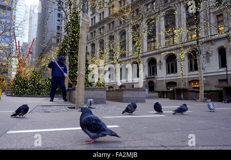 Uccelli a Zuccotti Park di New York City Foto Stock