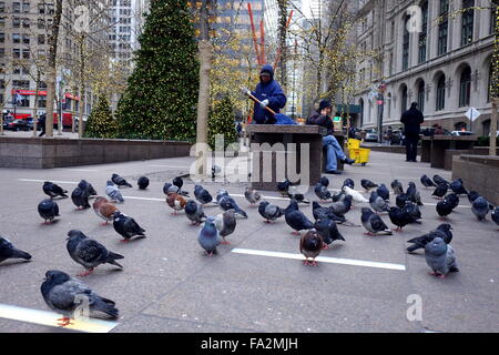 Uccelli a Zuccotti Park di New York City Foto Stock