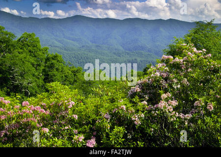 Catawba rododendro fiorisce in tarda primavera lungo la Blue Ridge Parkway in North Carolina, USA. Foto Stock