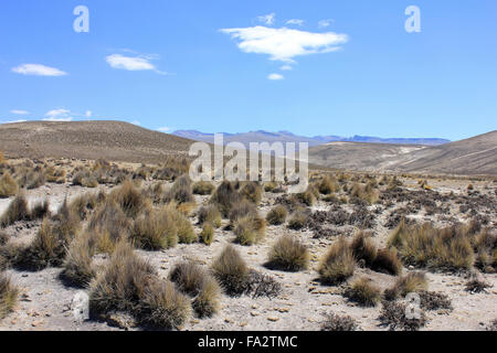 Altiplano peruviano Foto Stock