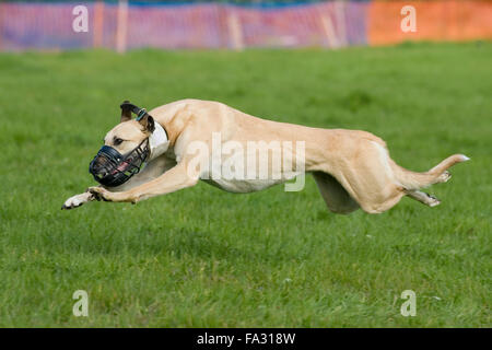 Lurcher racing Foto Stock