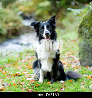 collie di bordo Foto Stock