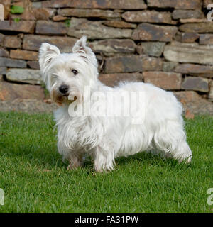 Westhighland white terrier Foto Stock