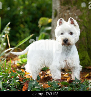 Westhighland white terrier Foto Stock