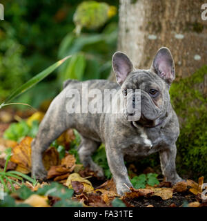 bulldog francese Foto Stock