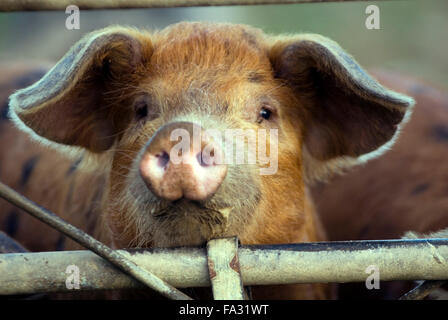 Maialino(Sus scrofa domestica) su una fattoria biologica ecologico Foto Stock