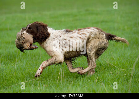 English Springer spaniel recupero di una gallina fagiana Foto Stock