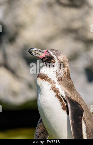 Magellanic Penguin (Spheniscus magellanicus) ritratto Foto Stock