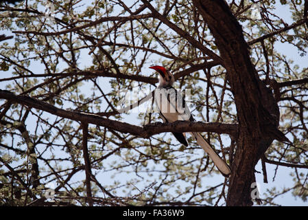 Un Rosso fatturati Hornbill appollaiato in un albero in terre asciutte tra Ankober e inondato, Etiopia Foto Stock