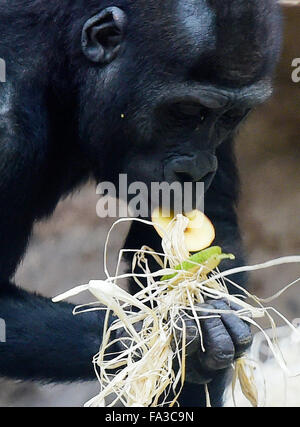 Praga, Repubblica Ceca. Xx Dec, 2015. Western pianura gorilla giovane maschio Nuru festeggia il suo terzo compleanno allo zoo di Praga, domenica 20 dicembre, 2015. Credito: Roman Vondrous/CTK foto/Alamy Live News Foto Stock