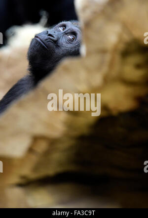 Praga, Repubblica Ceca. Xx Dec, 2015. Western pianura gorilla giovane maschio Nuru festeggia il suo terzo compleanno allo zoo di Praga, domenica 20 dicembre, 2015. Credito: Roman Vondrous/CTK foto/Alamy Live News Foto Stock