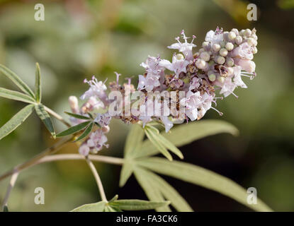 Casto Tree - Vitex agnus-castus utilizzato nella medicina alternativa Foto Stock