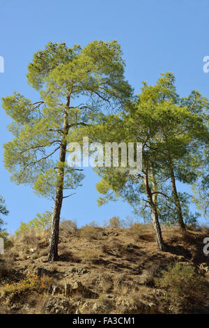 Calabrese o bagno turco di alberi di pino - Pinus brutia Monti Troodos, Cipro Foto Stock