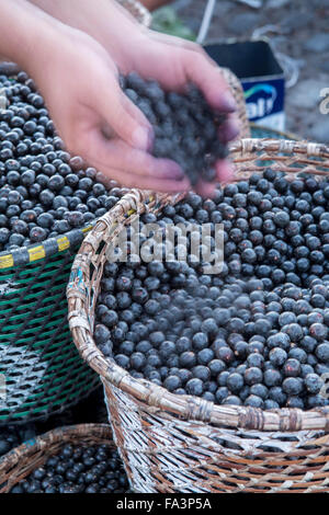 La mattina açai berry frutta tropicali mercato in Belem, Para Amazzonia brasiliana Foto Stock