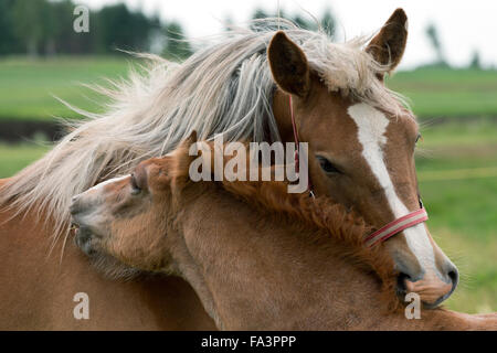 Condizioni di sforzo particolarmente pesanti a cavallo della Lituania in via di estinzione della razza rara Foto Stock