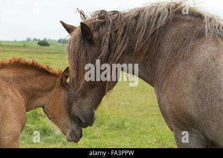 Condizioni di sforzo particolarmente pesanti a cavallo della Lituania in via di estinzione della razza rara Foto Stock