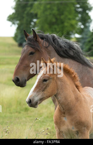 Condizioni di sforzo particolarmente pesanti a cavallo della Lituania in via di estinzione della razza rara Foto Stock